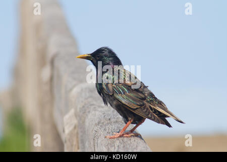 Common starling oder europäischen Star (Sturnus vulgaris) hocken auf einem Zaun Stockfoto