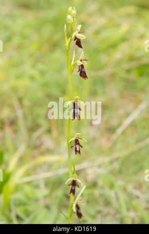 Fliegen orchid (Ophrys insectifera) Stockfoto