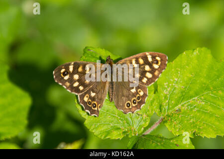 Hauhechelbläuling Schmetterling (pararge depressa) Sonnen auf einem Blatt Stockfoto