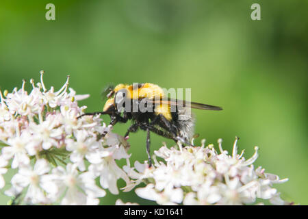 Volucella bombylans var. plumata nectaring auf Blüten Stockfoto