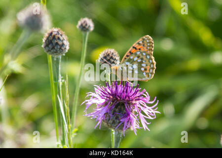 Männlich Dunkelgrün fritillary hocken auf einer Blume Stockfoto