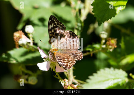 Silber - gewaschen fritillary sonnt Stockfoto