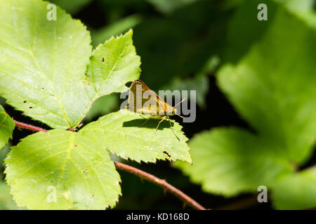 Große skipper (ochlodes sylvanus) Stockfoto