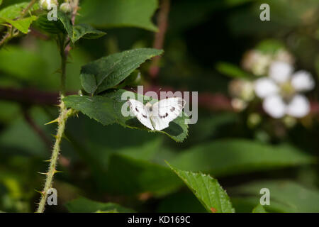 Pieris brassicae, die großen weißen Schmetterling, Schmetterling oder auch als Kohl Kohl weiß Stockfoto