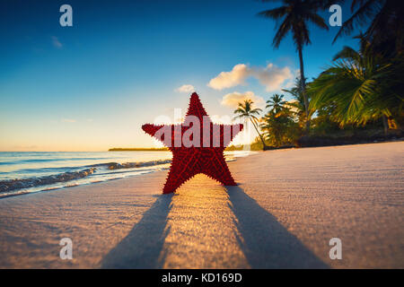 Starfish am Strand bei Sonnenaufgang. Punta Cana. Stockfoto