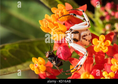 Crab spider fängt Fliegen, packt sie und sticht dann isst Stockfoto