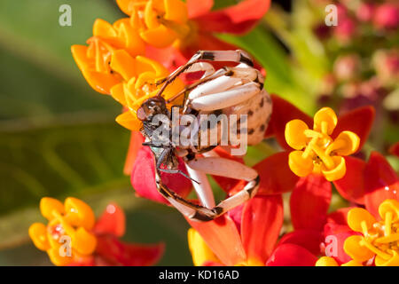 Crab spider fängt Fliegen, packt sie und sticht dann isst Stockfoto