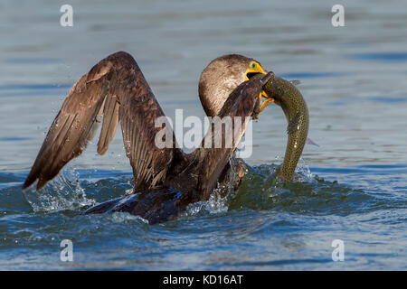 Kormorane kämpft über Fisch in wilder Action Stockfoto