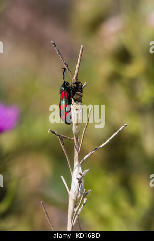 Six-spot Burnet (Zygaena Filipendulae) Bruteier Stockfoto