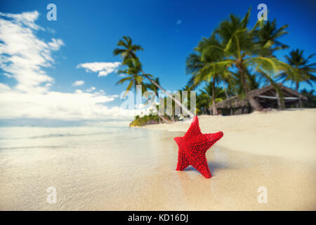 Seastar oder Meer Seestern stehen auf dem Strand der Insel Stockfoto