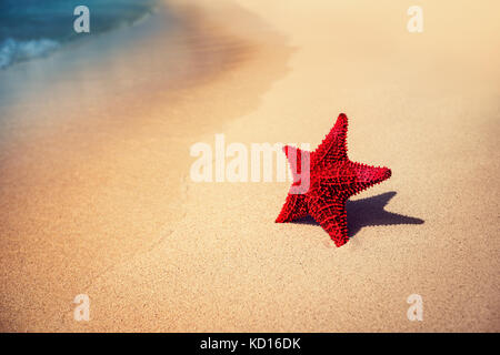 Seastar oder Meer Seestern stehen auf dem Strand Stockfoto