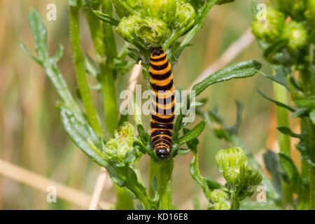 Six-spot Burnet Larven füttern Stockfoto