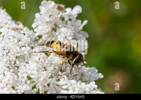 Eristalis arbustorum nectaring auf Blumen Stockfoto