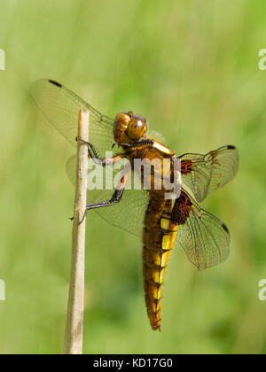 Plattbauch (Libellula depressa) auf Niederlassung in Sonne in England, Großbritannien Stockfoto