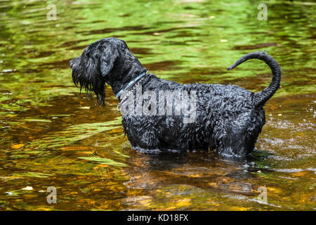 Großer nasser schwarzer Schnauzer Hund, im Fluss stehend, Hund im Wasser Stockfoto