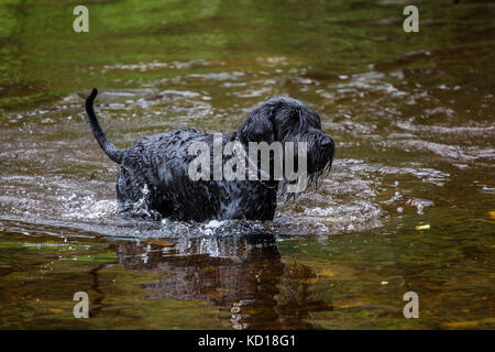 Grosse nasse schwarze Zwergschnauzer Hund, in den Fluß Stockfoto