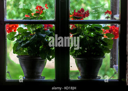 Rote Geranium in Töpfen am Fenster Blumen auf Fensterbank Village Cottage ländliche Tschechische Republik Pelargonium Töpfe Stockfoto