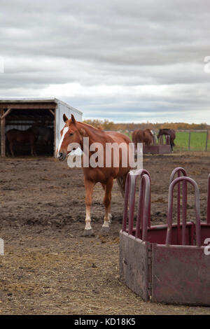 Ein braunes Pferd mit einem weißen Streifen steht neben seinem futtertrog in einem Schlammigen pen, andere Pferde im Hintergrund Stockfoto