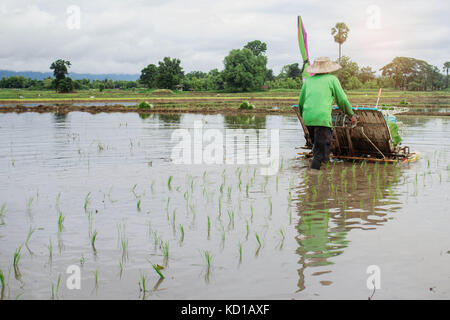 Die Bauern pflanzen Reis in der Regenzeit. Stockfoto