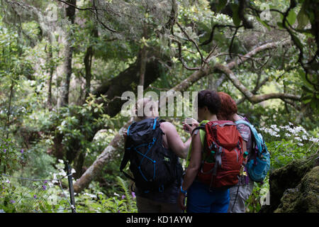 Levada von caldeirao Verde, berühmten Wanderweg auf der Insel Madeira, Portugal. Stockfoto