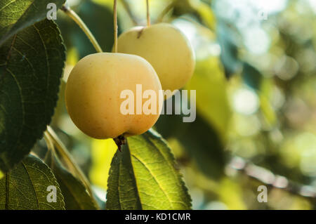 Äpfel wächst auf einem Zweig unter dem grünen Laub Stockfoto