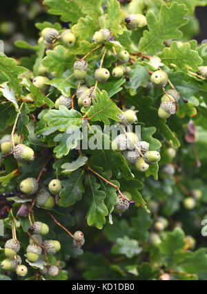 Eine große Ernte von lange angepirscht Eicheln, die Frucht einer Pedunculate oak tree (Quercus robur). Woodchurch, Kent, Großbritannien. Stockfoto