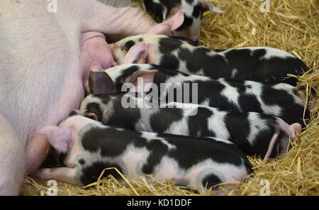 Vier sehr fleckig Ferkel saugen. Woodchurch, Kent, Großbritannien Stockfoto