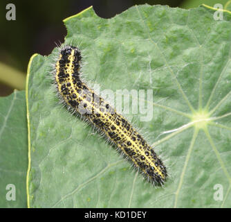 Gelb und Braun Caterpillar der großen weißen oder Kohlweißling (Pieris brassicae) verheerende eine kapuzinerkresse Blatt. Bedgebury Wald, Kent, U Stockfoto