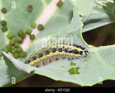 Gelb und Braun Caterpillar der großen weißen oder Kohlweißling (Pieris brassicae) durch Kot oder frass verheerenden ein lila sp umgeben Stockfoto