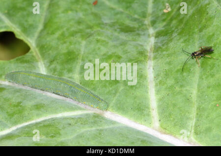 Raupe des kleinen weißen kleinen Kohl weiß (Pieris rapae) Schmetterling auf einem violetten sprießen Brokkoli Blatt. Bedgebury Wald, Kent, Großbritannien. Stockfoto