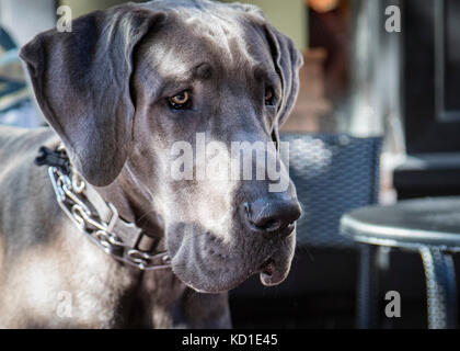 Dogge (Hund close-up) Stockfoto