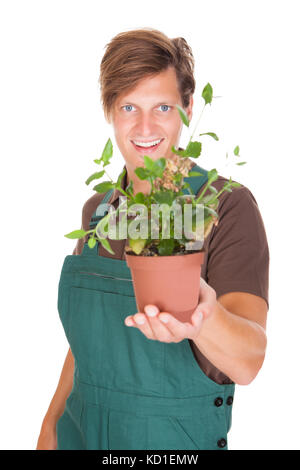 Portrait der männlichen Gärtner holding Topfpflanze auf weißem Hintergrund Stockfoto