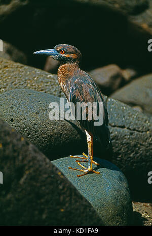 Galapagos Inseln. Tierwelt. Juvenile Gelb - gekrönte Night Heron. Stockfoto