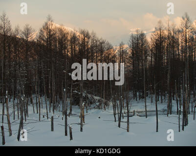 Blauer Teich (Aoiike) im Kamikawa Distrikt Biei, Hokkaido, Japan, am Abend mit schneebedeckter Bergkette im Hintergrund Stockfoto