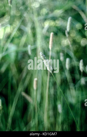 Grüne Felder Gras Stockfoto