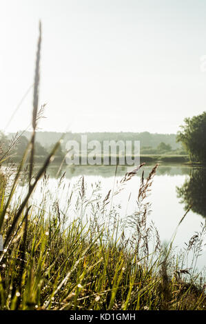 Verblasste See am Morgen. Gras Feld in Nahaufnahme. Stockfoto