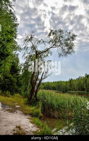 Schönen Sommer Landschaft. einsamer Baum am Ufer des Sees. Stockfoto