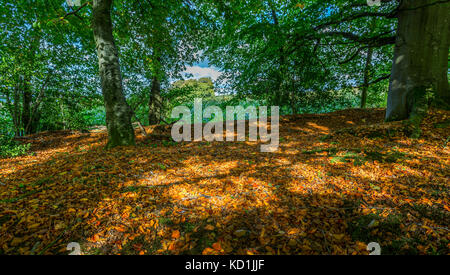 Golden Herbstliche Blätter auf Waldboden mit Felder im Hintergrund Stockfoto