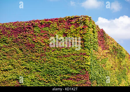 Boston Efeu (parthenocissus Tricuspidata) Gebäude, Churchill College, Universität Cambridge, UK Stockfoto