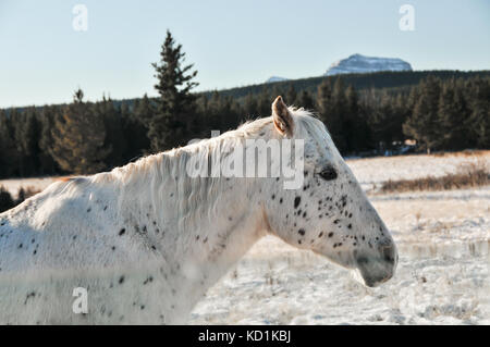 Herde wilder Pferde in einem schneebedeckten kanadischen Berge. Winterlandschaft Stockfoto