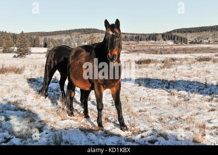 Herde wilder Pferde in einem schneebedeckten kanadischen Berge. Winterlandschaft Stockfoto