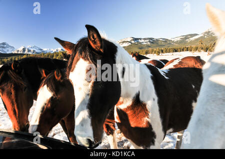 Herde wilder Pferde in einem schneebedeckten kanadischen Berge. Winterlandschaft Stockfoto