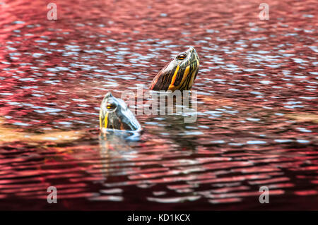 Zwei Red-Eared slider Turtles stossen Kopf über der Wasseroberfläche Stockfoto