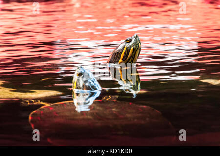 Zwei Red-Eared slider Turtles stossen Kopf über der Wasseroberfläche Stockfoto