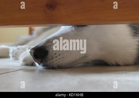 Ein sibirischer Husky Hund legt auf dem Boden unter einem Tisch und ist müde und niedlich und flauschig und ein Nickerchen Stockfoto