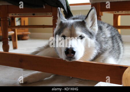 Ein sibirischer Husky Hund legt auf dem Boden unter einem Tisch und ist müde und niedlich und flauschig und ein Nickerchen Stockfoto