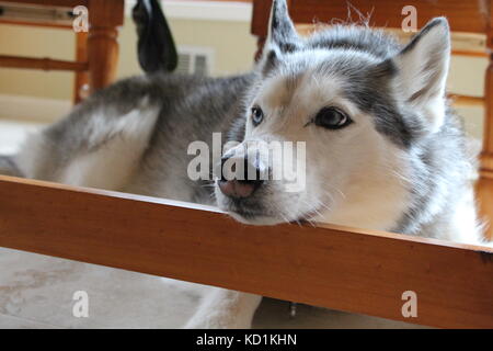 Ein sibirischer Husky Hund legt auf dem Boden unter einem Tisch und ist müde und niedlich und flauschig und ein Nickerchen Stockfoto