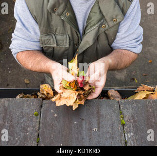 Reinigung Herbst Blätter aus der Dachrinne Stockfoto