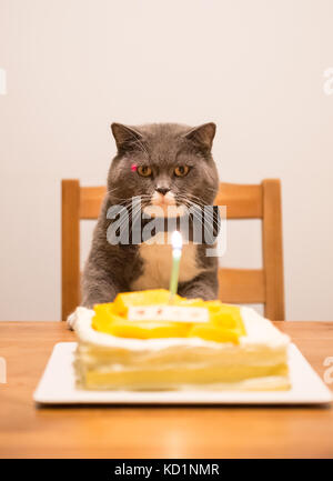 Grau Britisch Kurzhaar und einen Geburtstagskuchen Stockfoto