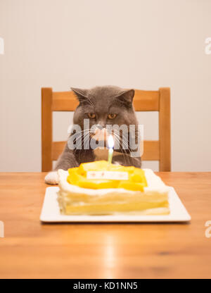 Grau Britisch Kurzhaar und einen Geburtstagskuchen Stockfoto